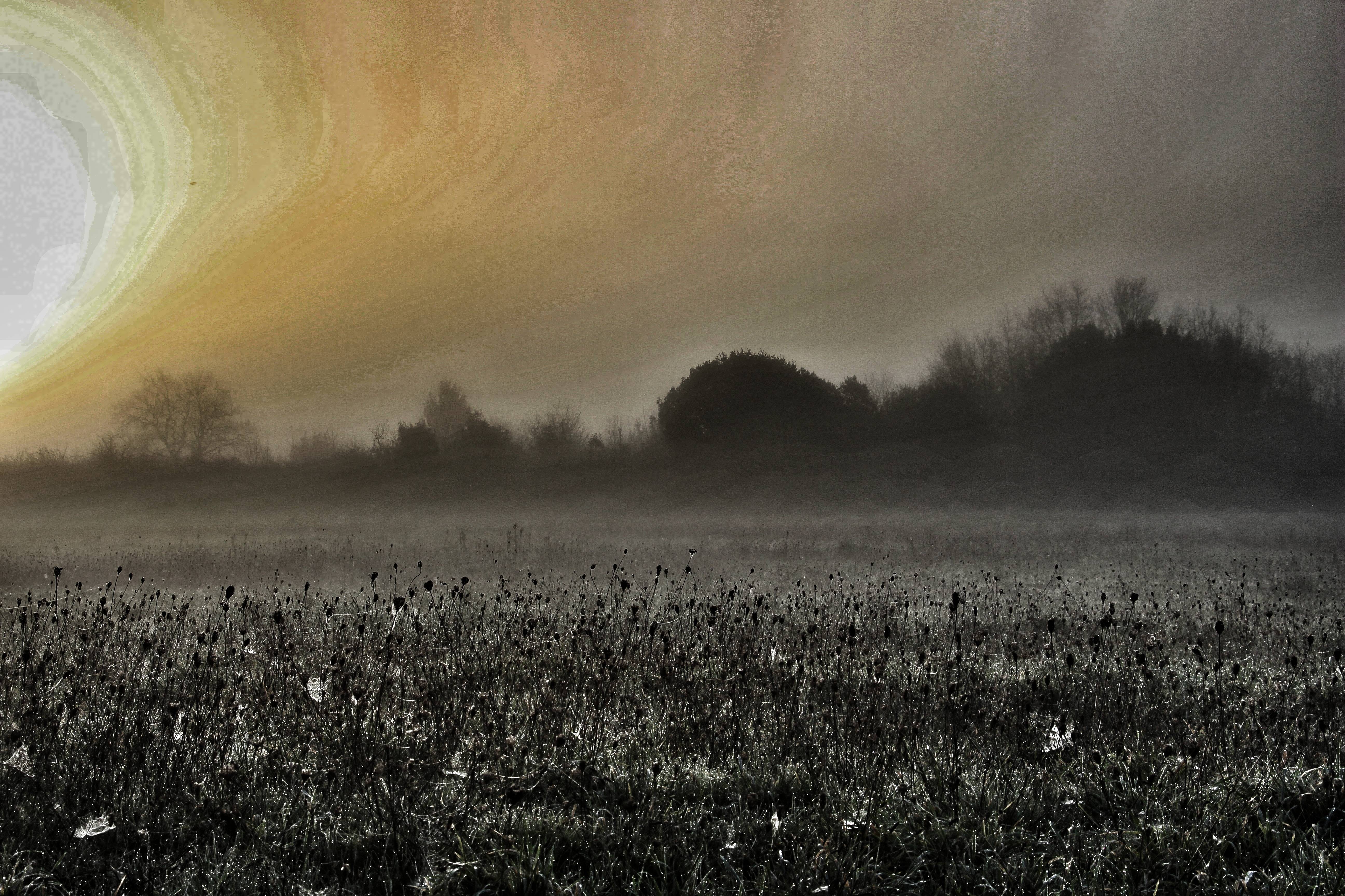 Champ de brume. 