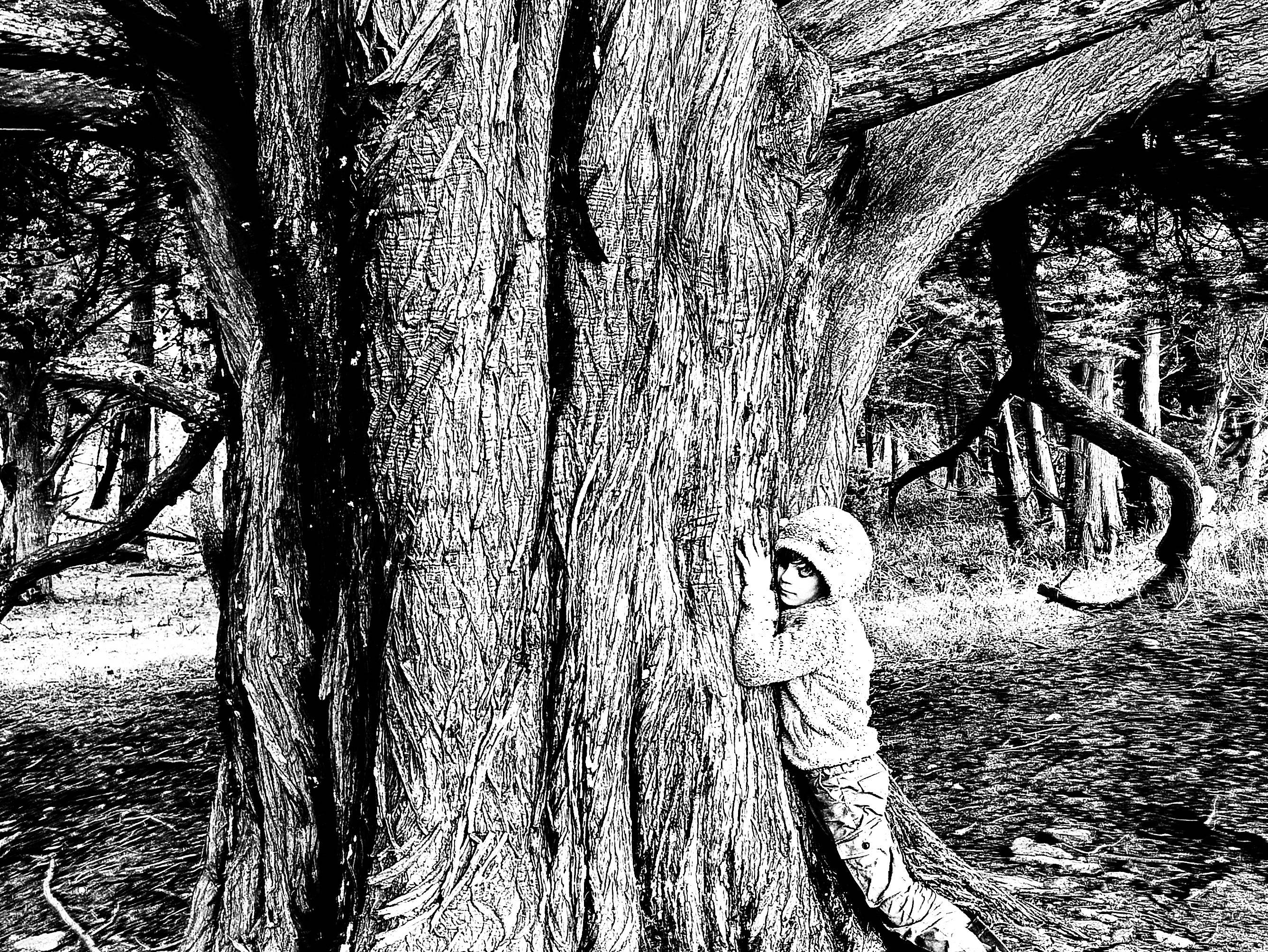 Le cyprès remarquable. Sandre Grain De Sandre
