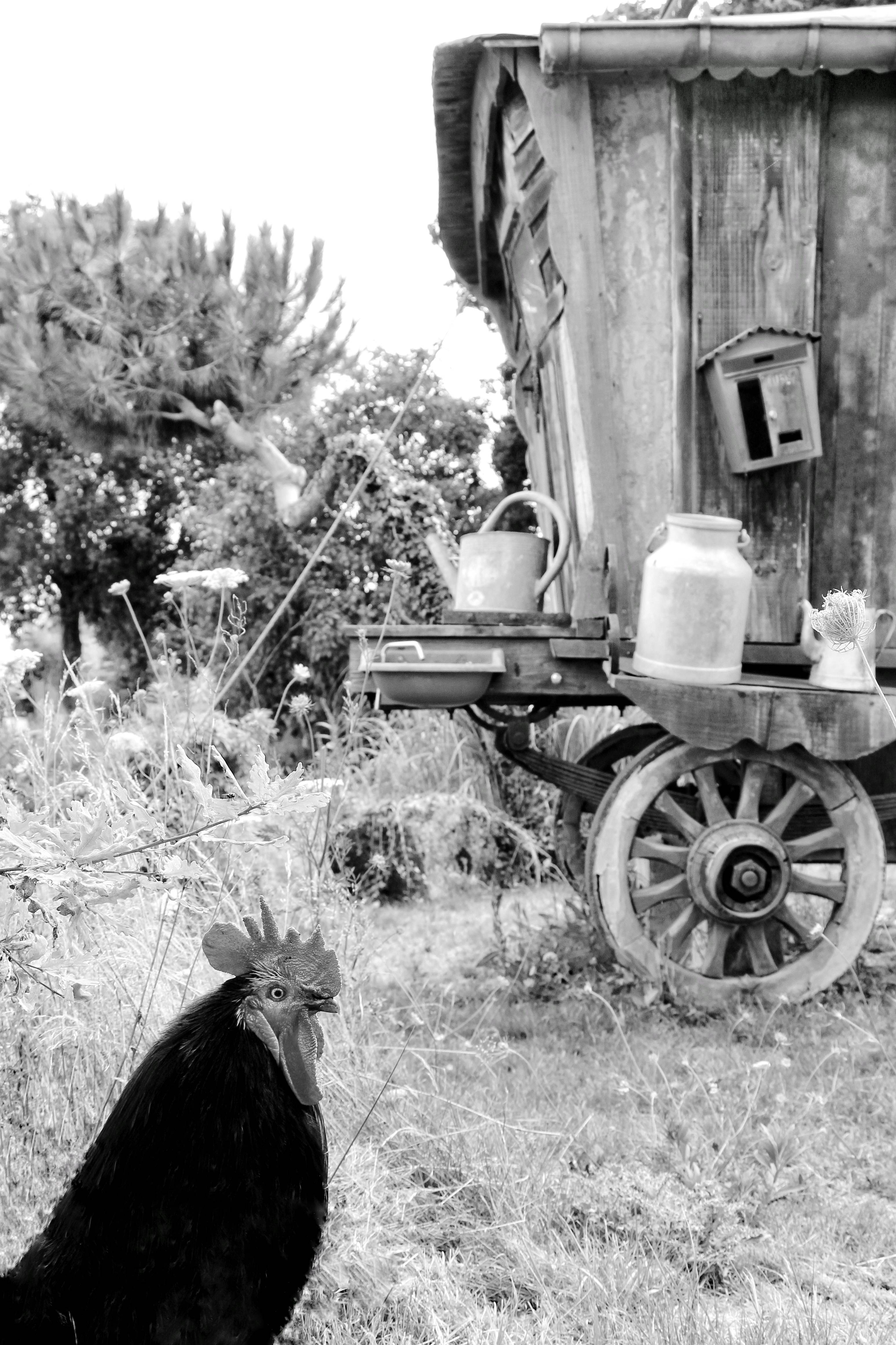 Le coq et la roulotte. Grain De Sandre