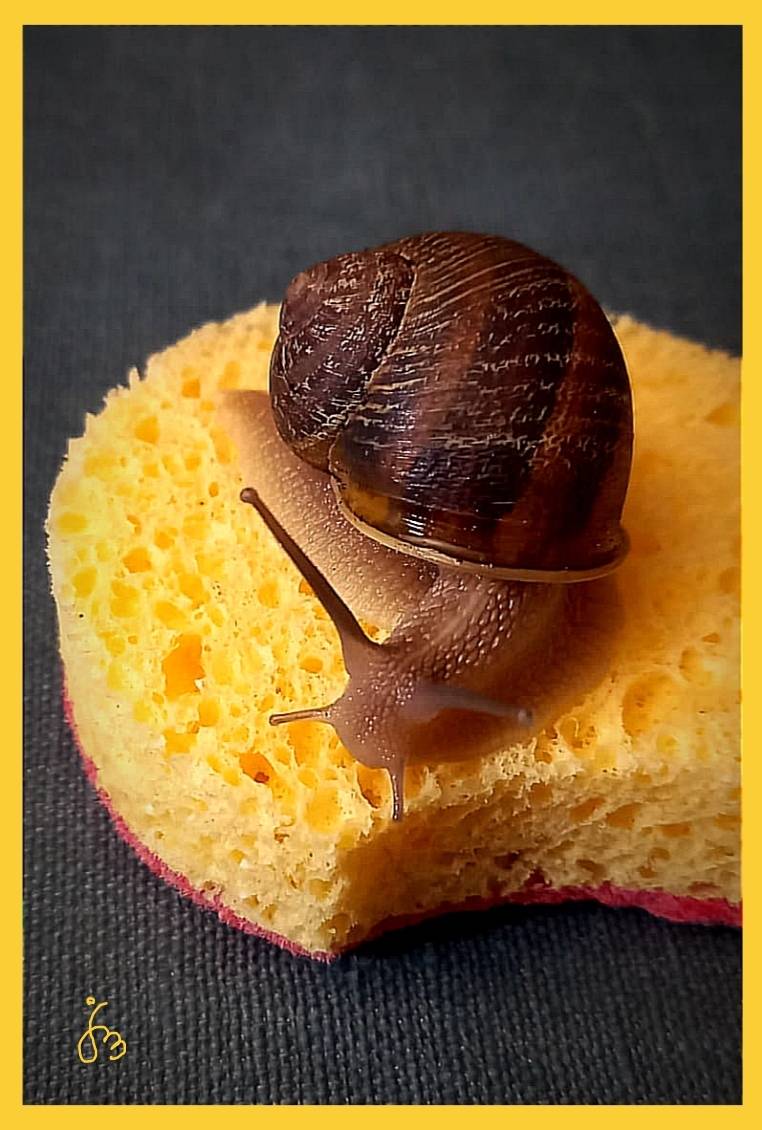 Momo le sage. Jean-Michel Legras Jeanmidijeanmi