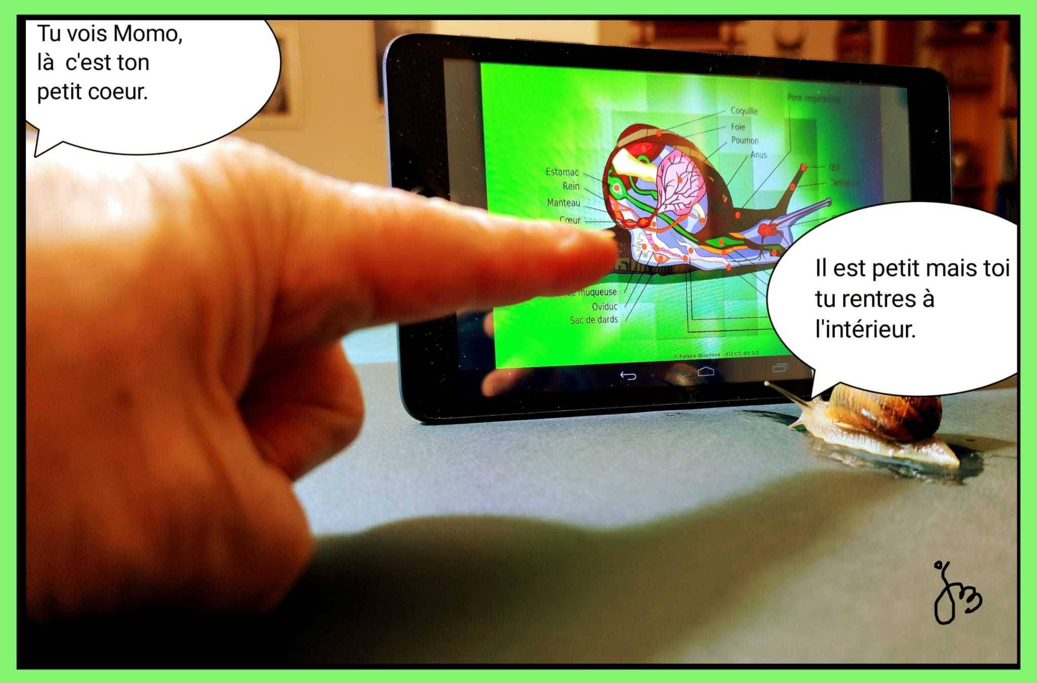 Anatomie d'un Momo. Jean-Michel Legras Jeanmidijeanmi