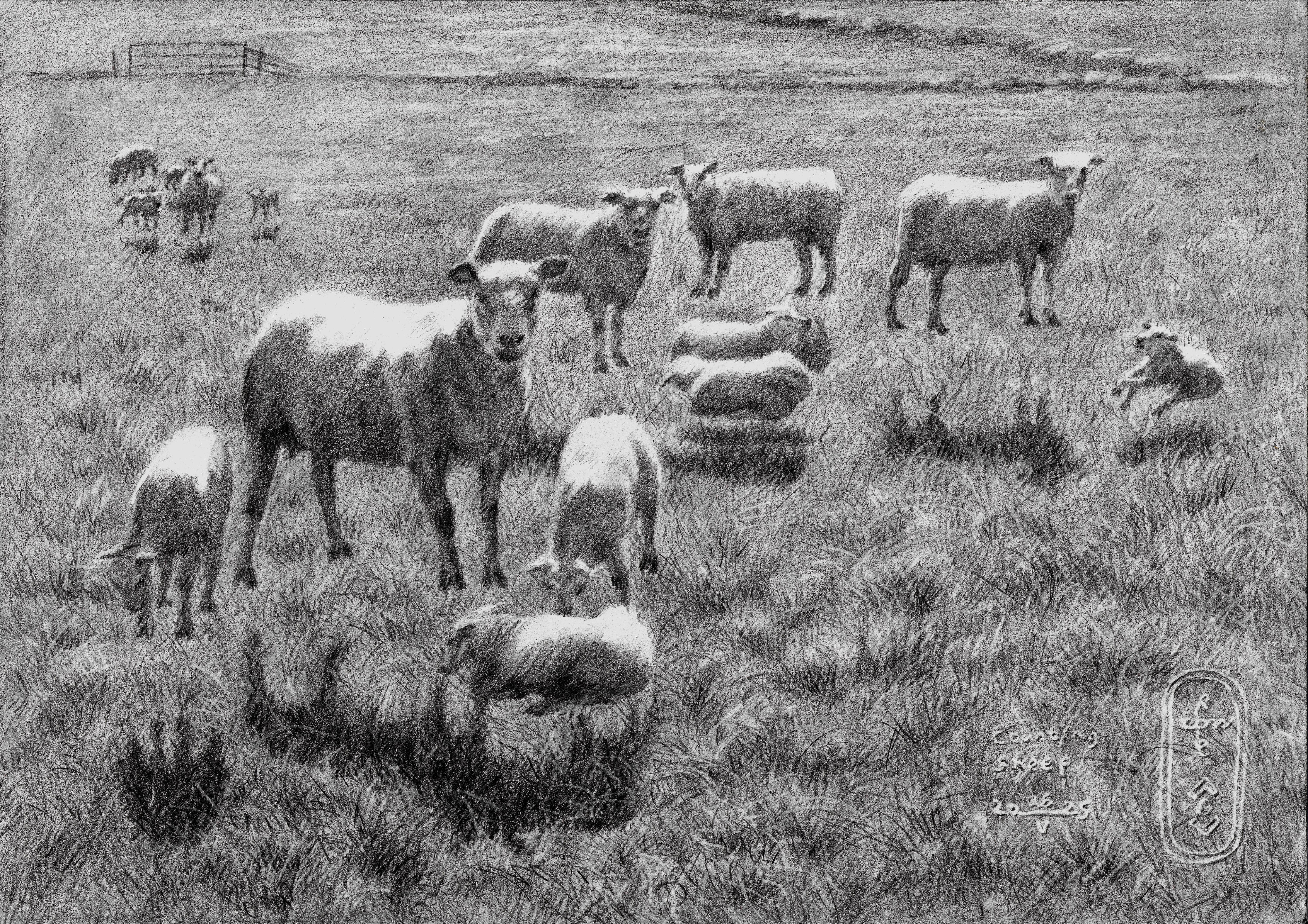 Counting Sheep – 26-05-25. 