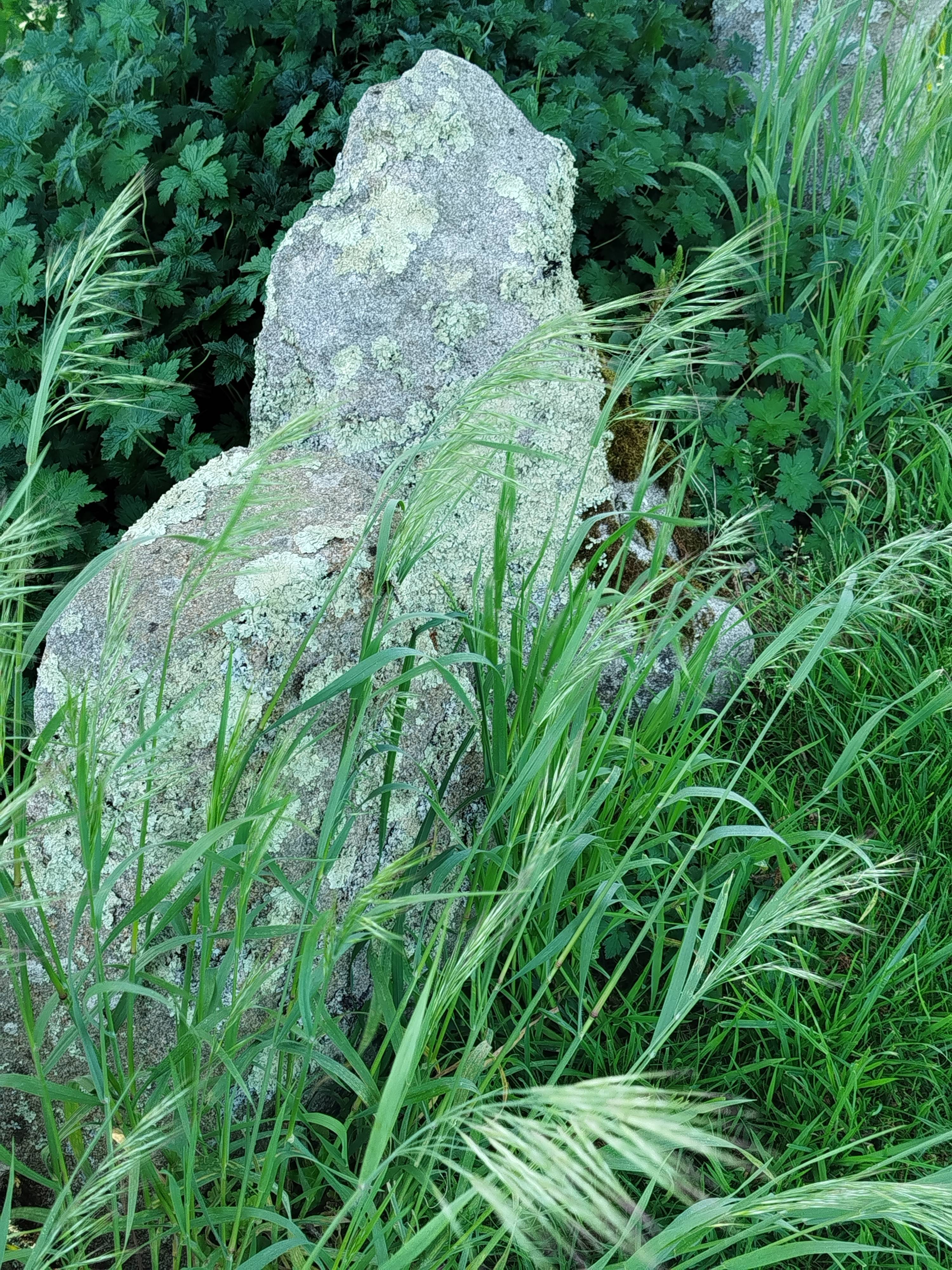 Nature. Pat