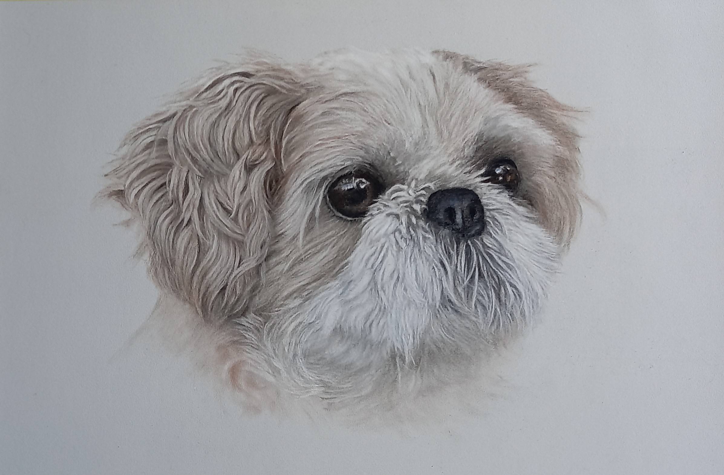 Shitzu Dog Portrait. 