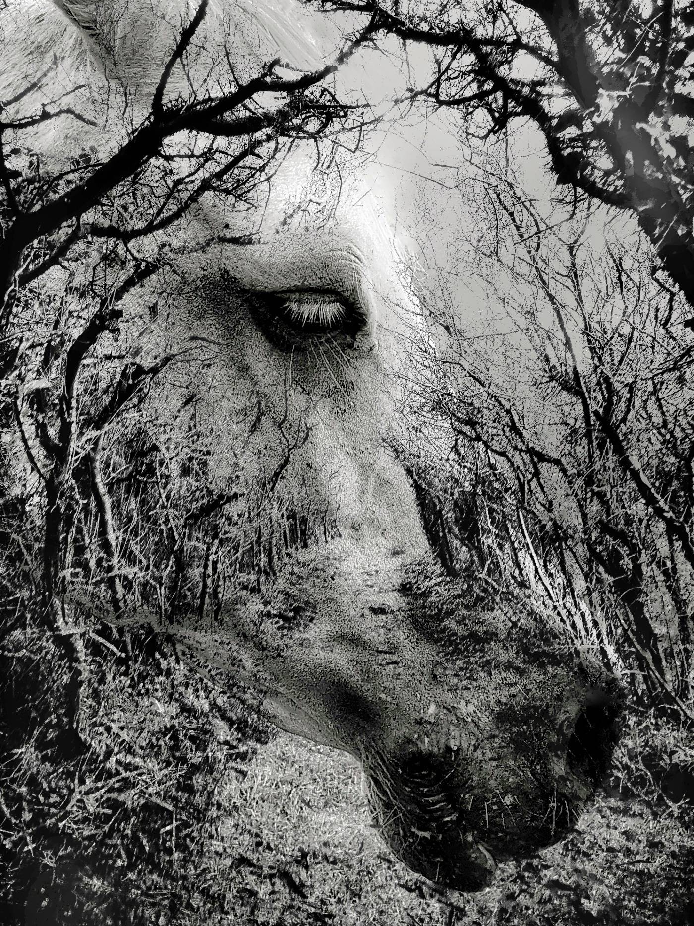 L'ombre des bois. Grain De Sandre