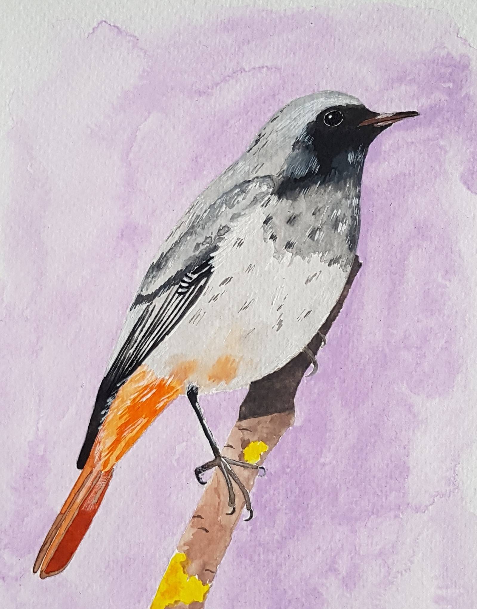 Le Rougequeue Noir. Assanie