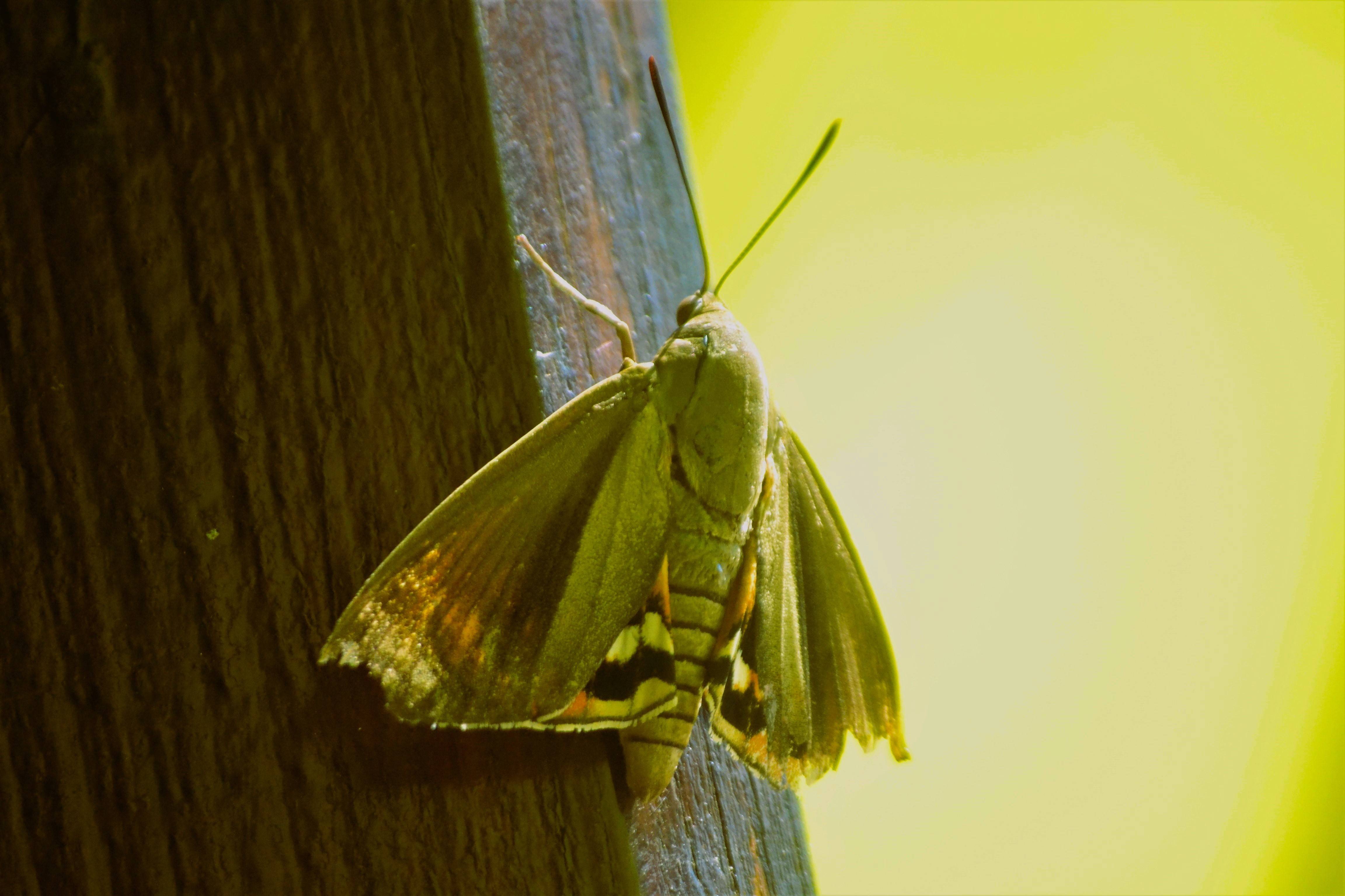 Papillon du palmier !. 