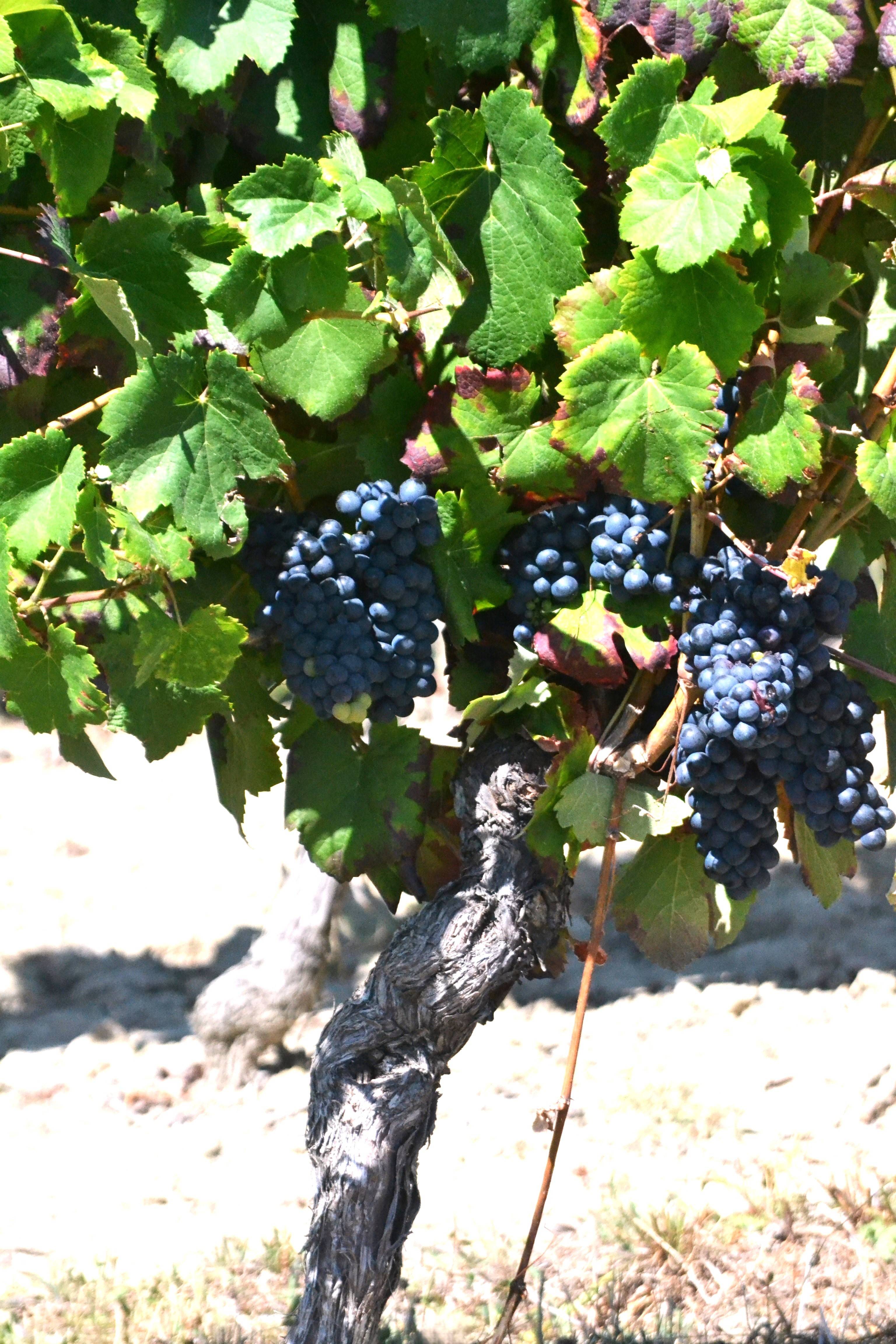 Grappes de raisin en habit de vendange!. 