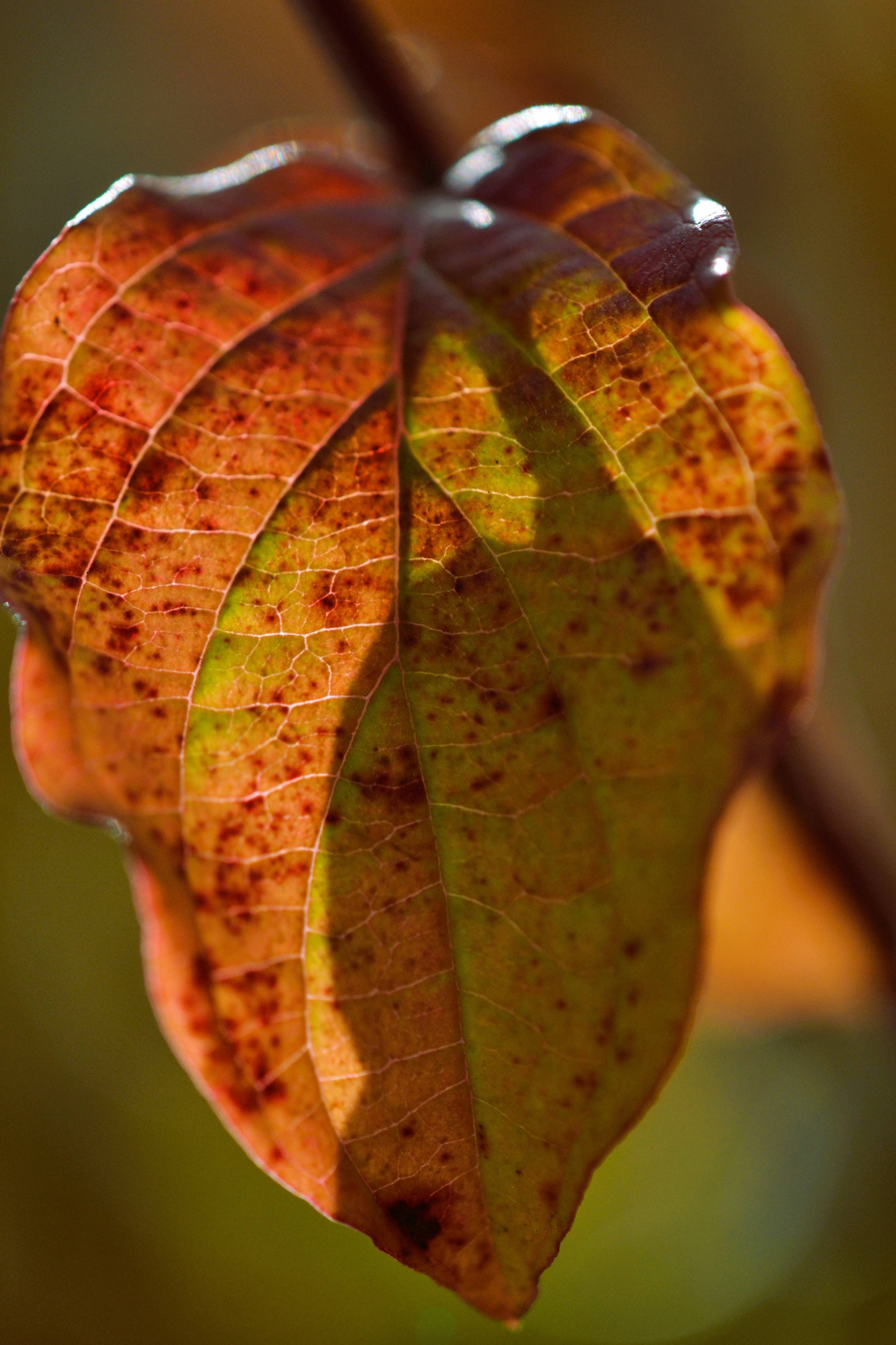 Feuille en robe d'Automne!. 