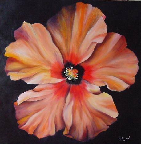 Hibiscus noon - open flower. 