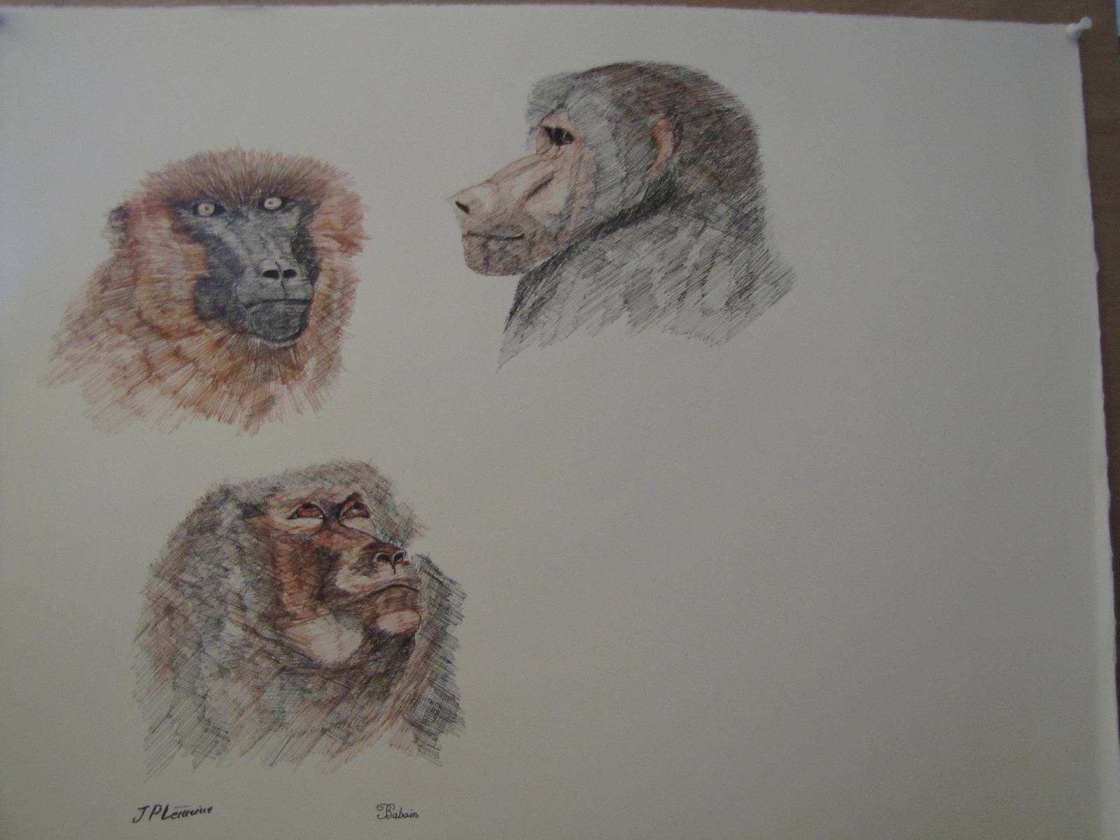 The baboon. 