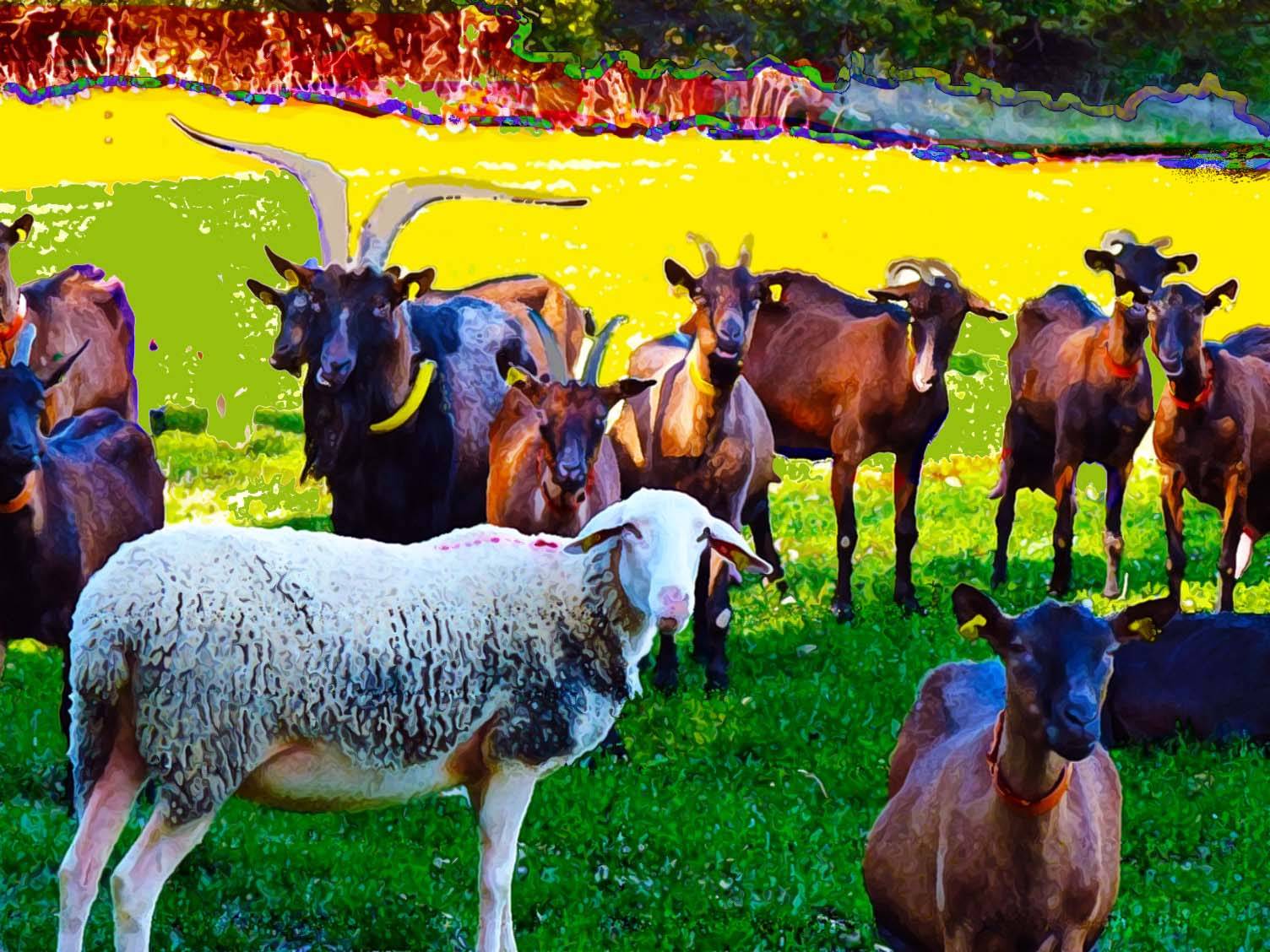 Sheep in Alpes de Haute Provence. 