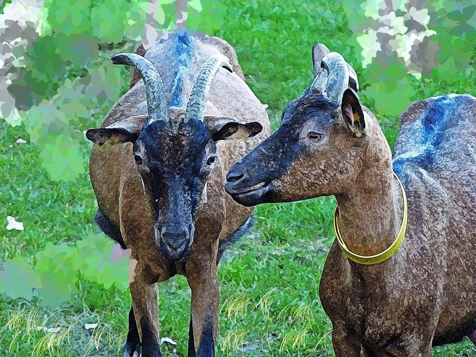 Goats Bleues Taverns. 