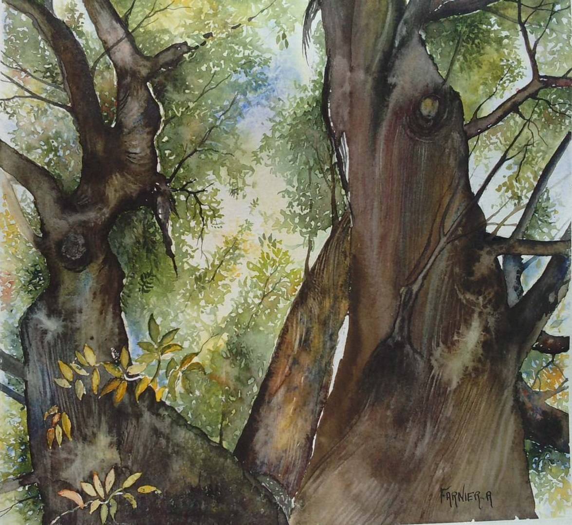 The shadow of the old chestnut. 