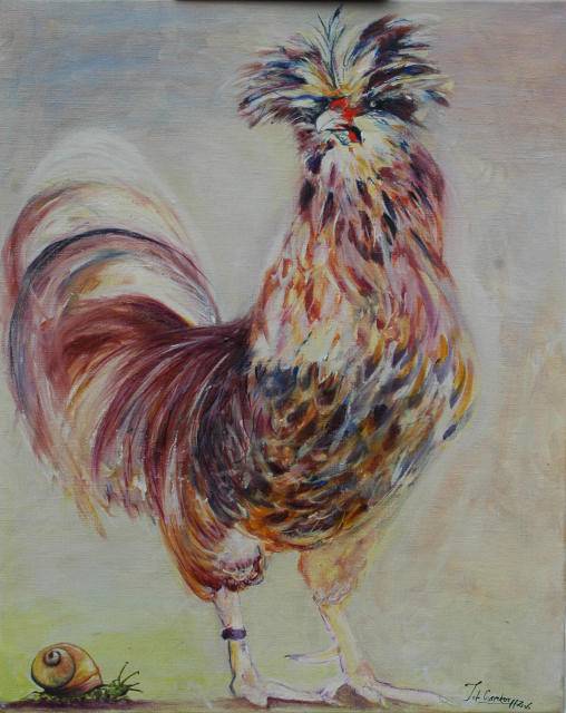 Pullet padua burgundy. 