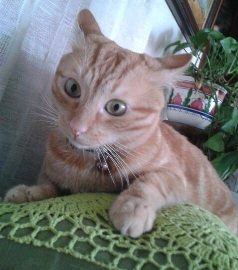 Mi adorable gato, Brus. Pilar M. Pilar