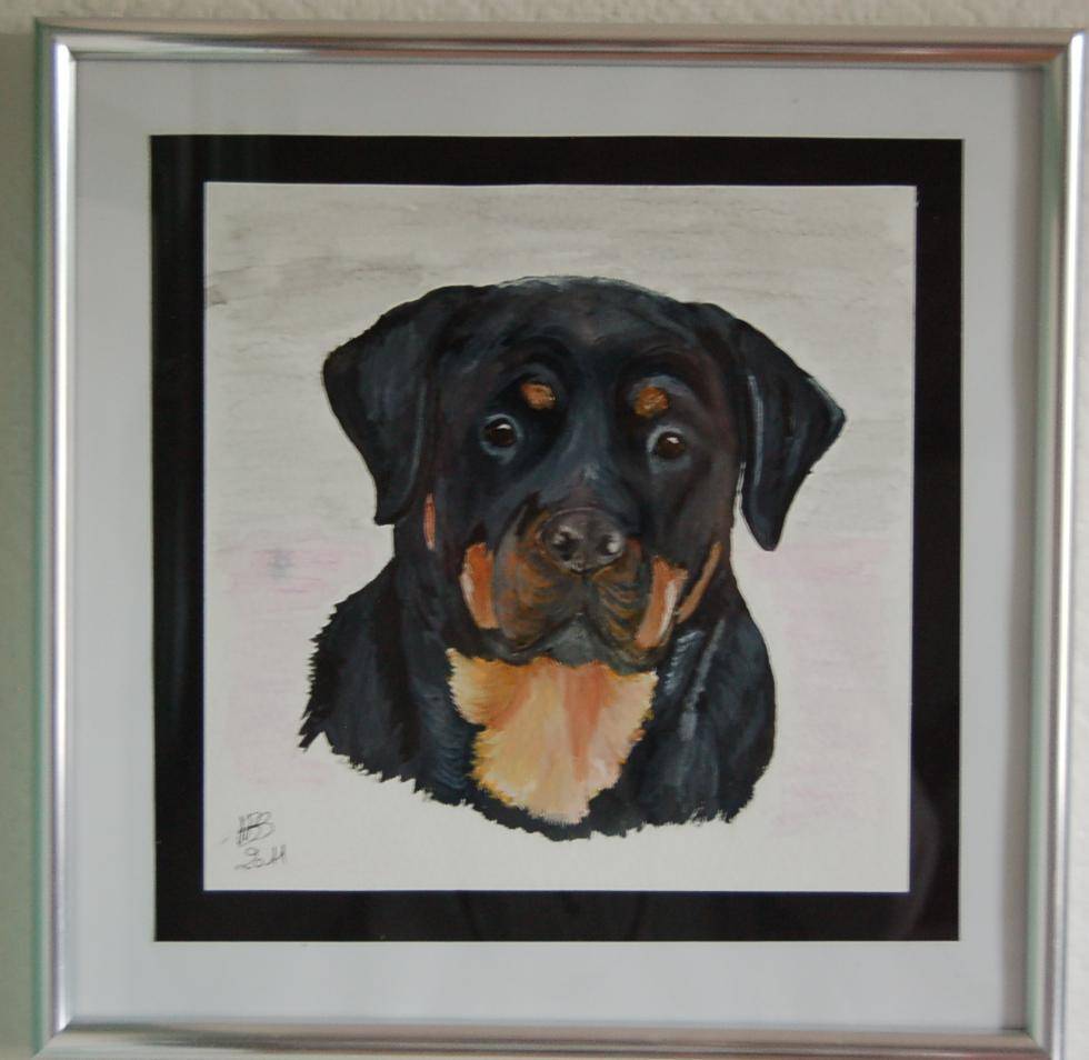 Soket, la rottweiller au regard de velour. 