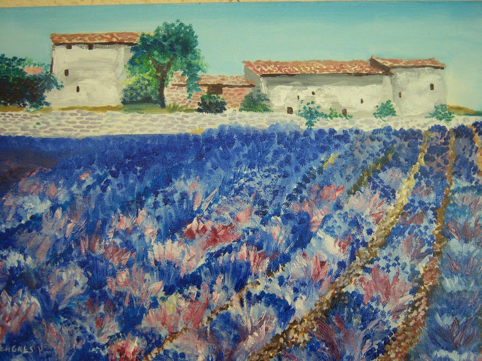 Lavender fields and farmhouses in Provence. 