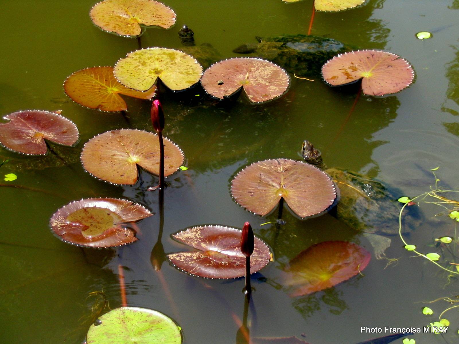 In a garden of Kandy, water lilies and turtles - sri lanka. Francoise Miray Françoise Miray
