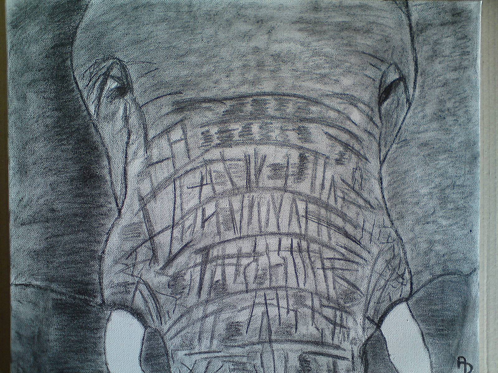 Eléphant d'Afrique. 