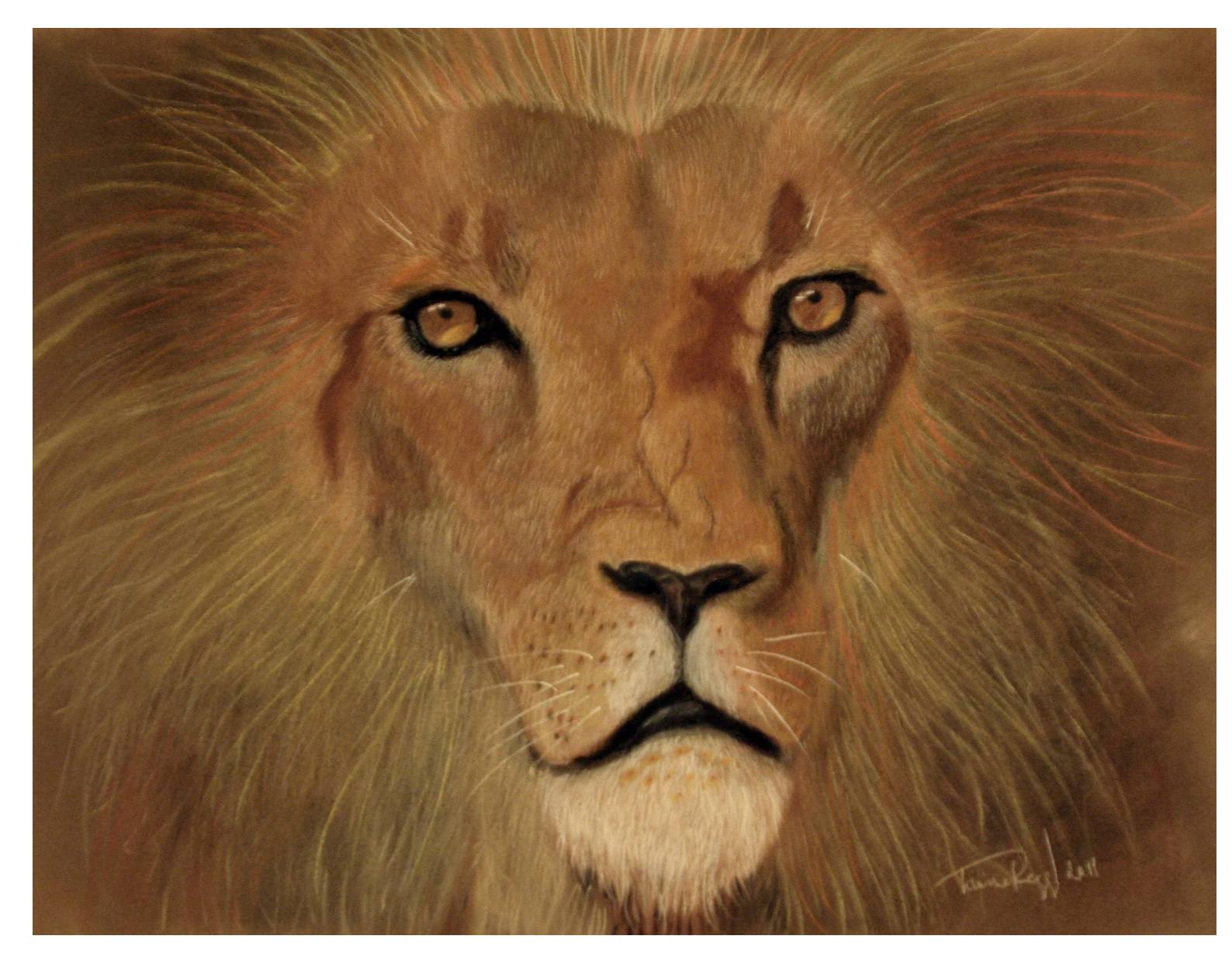 Regard de lion. Lamine Reggad