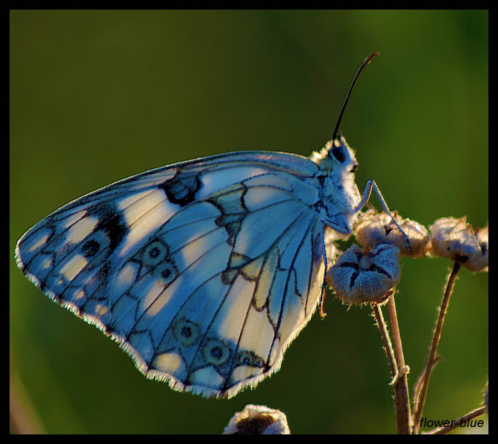 Papillon Velours. Martine Dugue