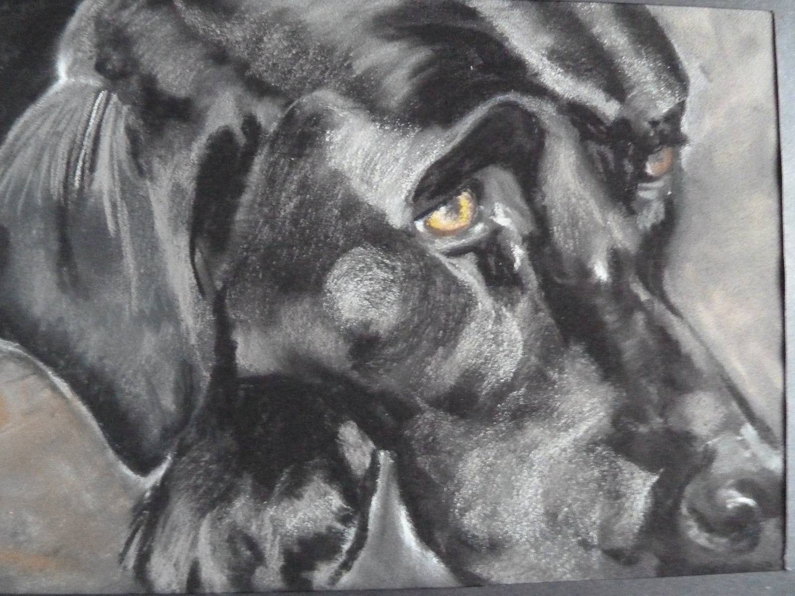 Wendy, le chouchou de la famille. Anne-Marie Vandorpe Deligne