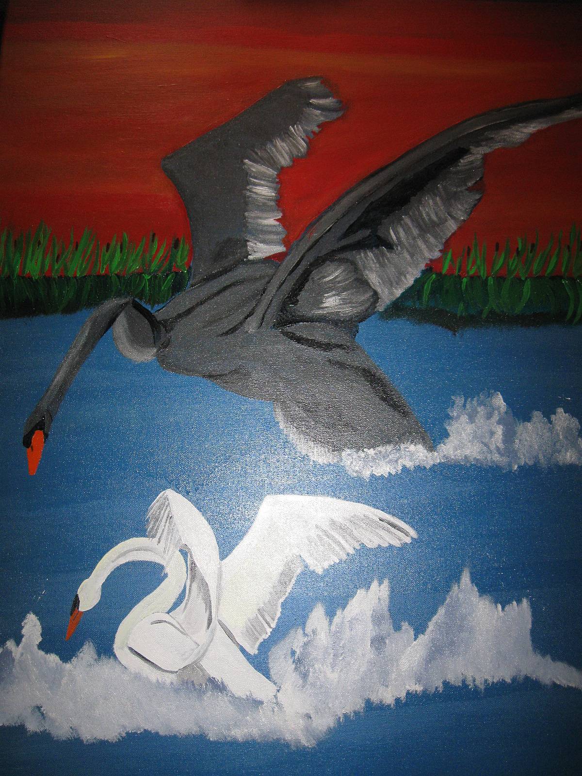 Le crépuscule des cygnes. 