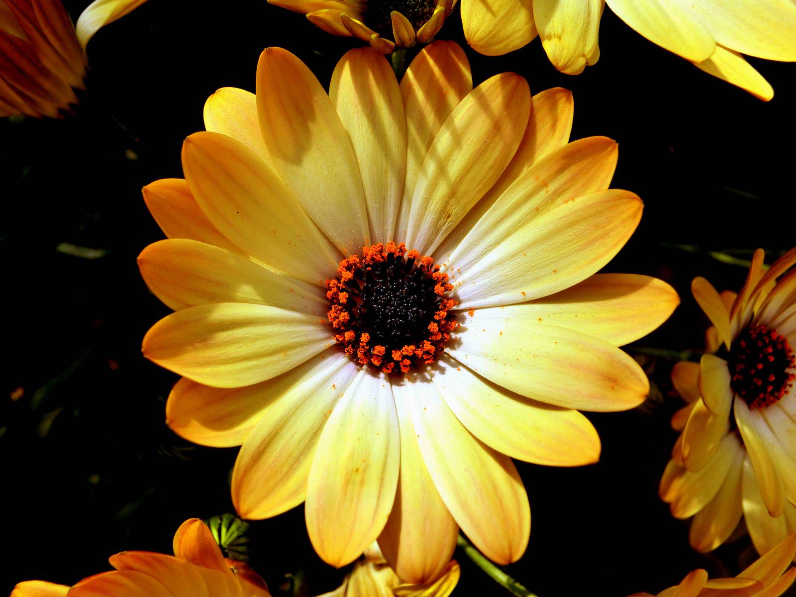 Un peu, beaucoup, passionnement…. Janeon Photos