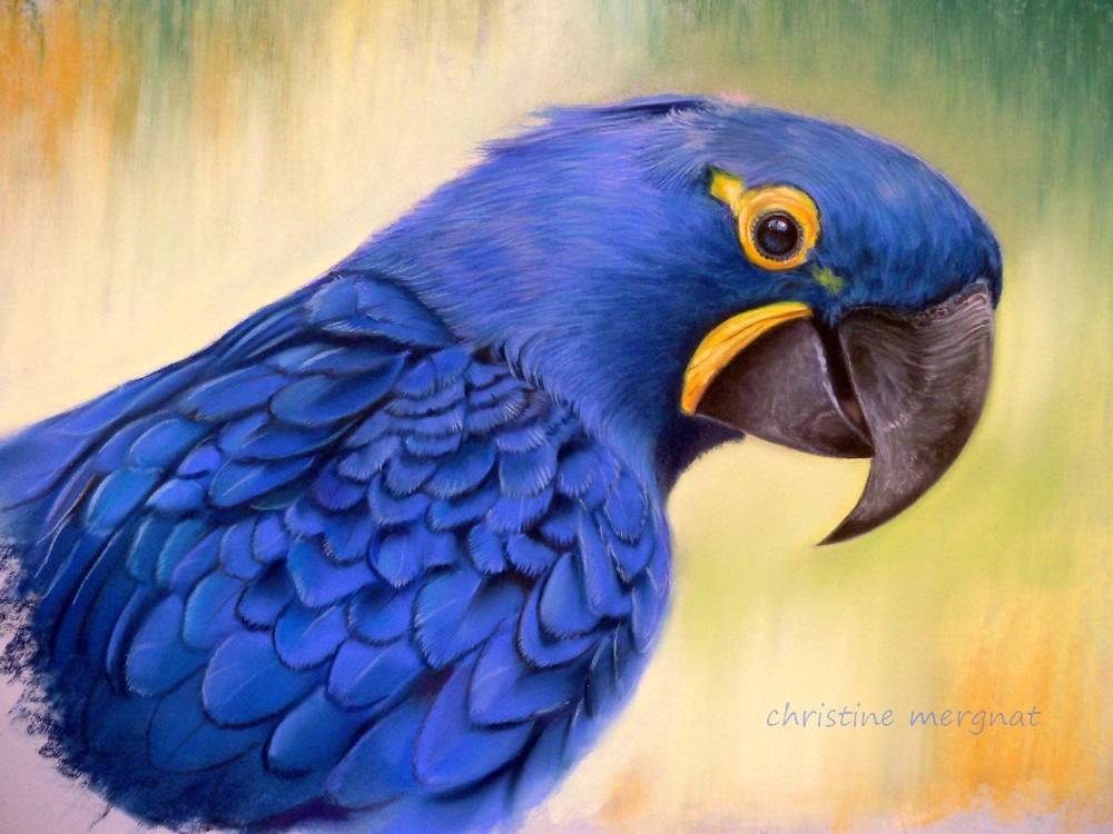 Ara qui rit. Christine Mergnat Christine Mergnat