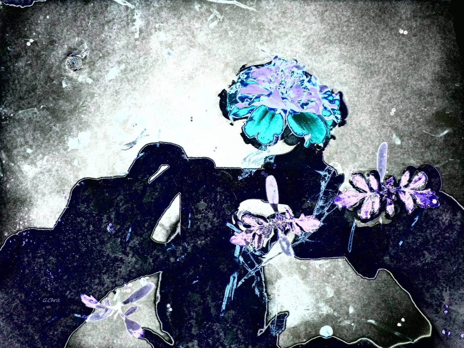 Capture florale. G. Chris