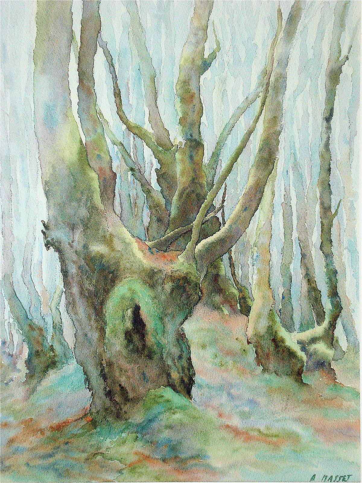 Mousses dans les sous-bois du Limousin. Alain Masset Alain Masset