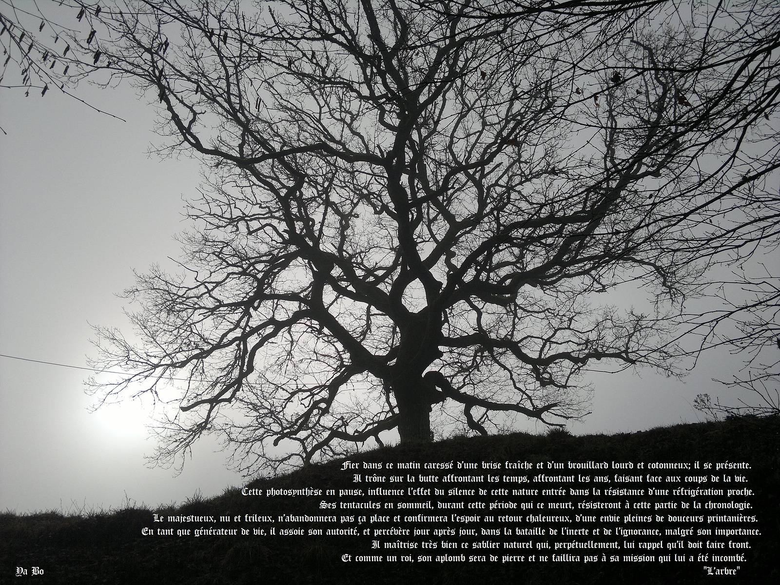 L'arbre. Yart