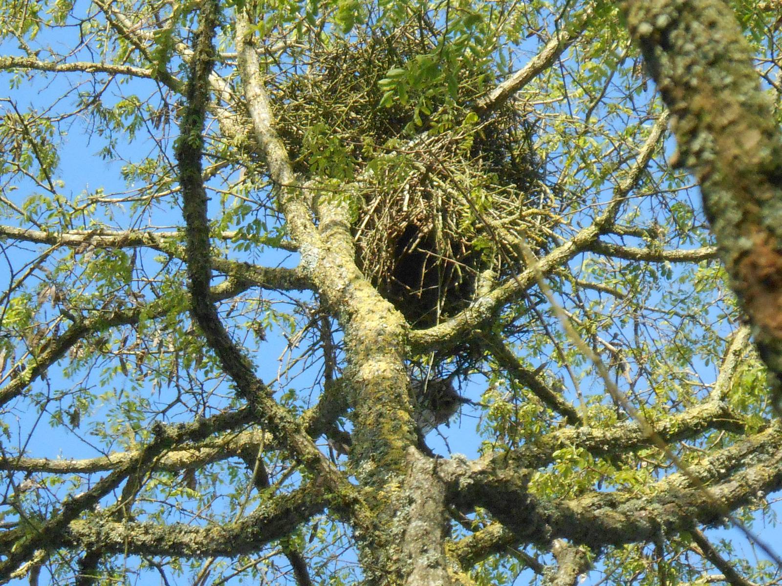 Le voyez vous ce beau hiboux, il me regarde, alors vu pas vu ?. 