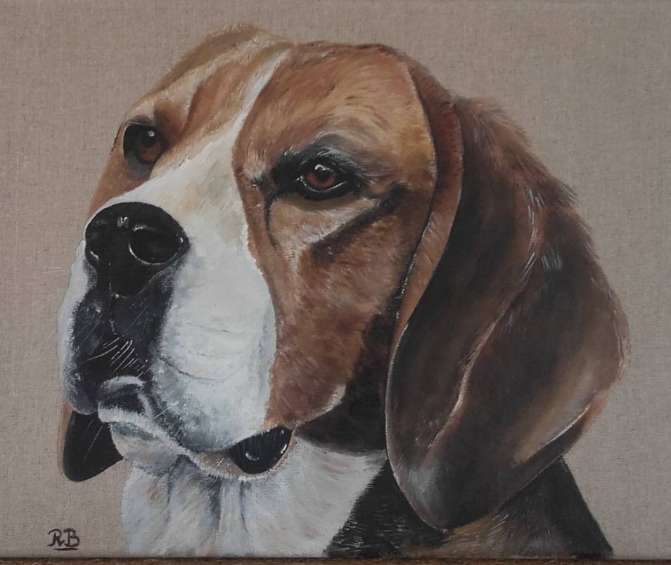Beagle. 