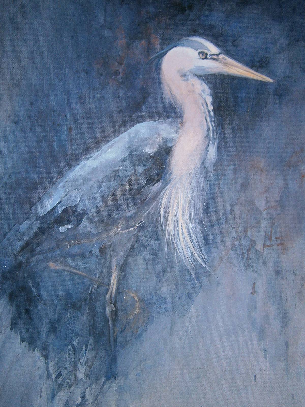 Le héron gris. 