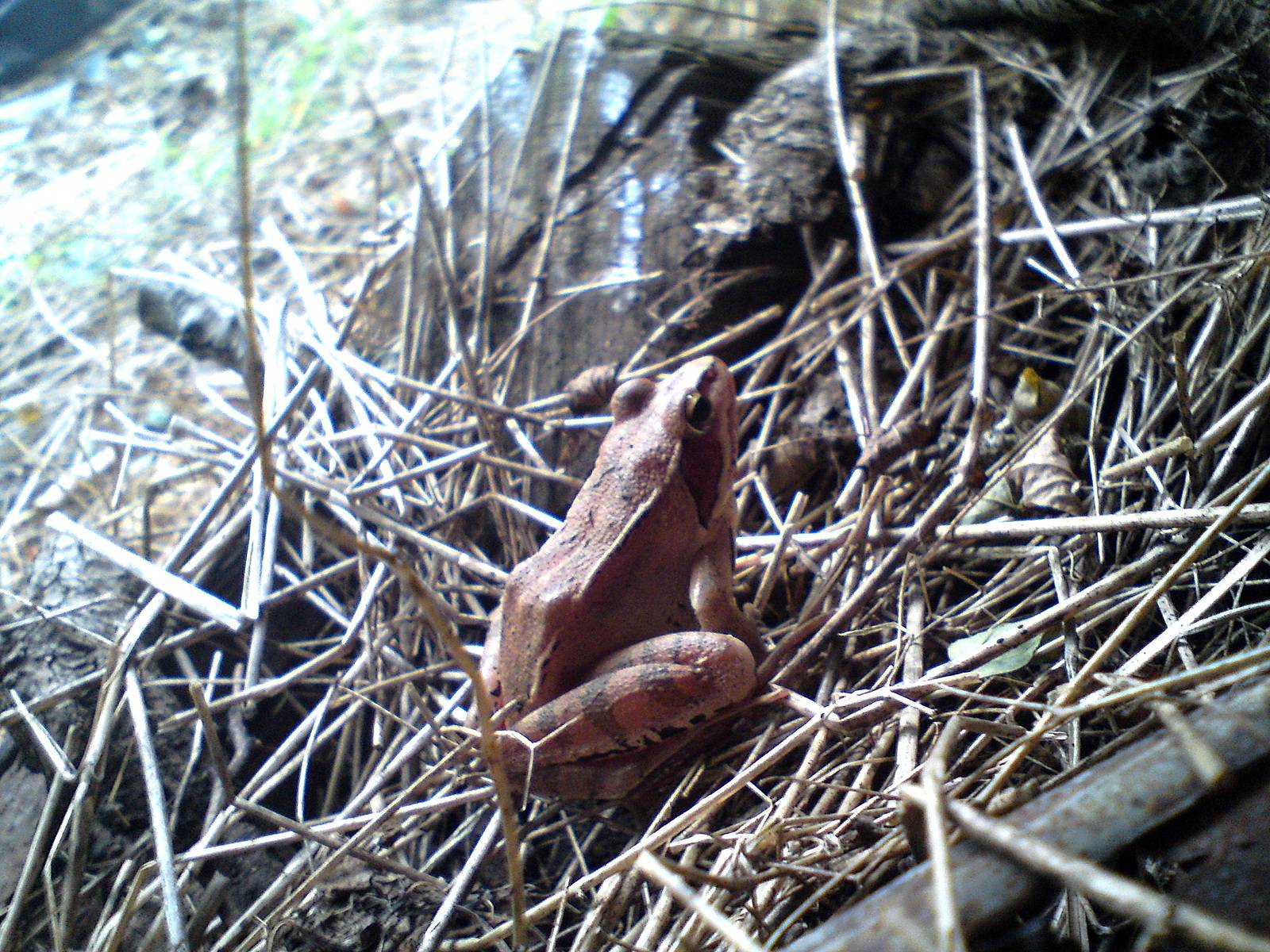 Grenouille couleur feuille d'automne à côté de ma grange. 