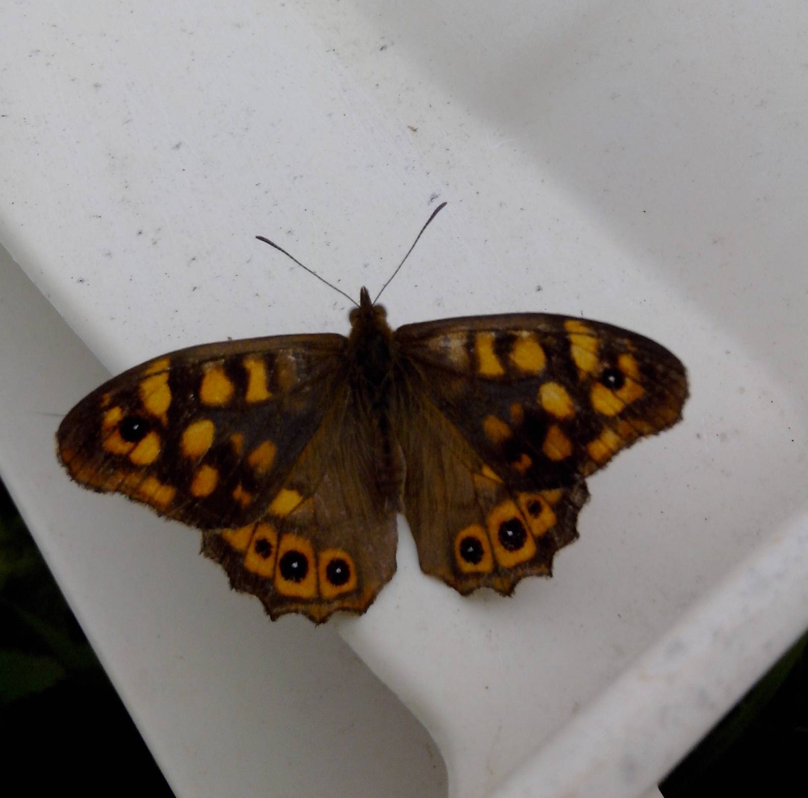 Un autre papillon posé sur une chaise de salon de jardin. 