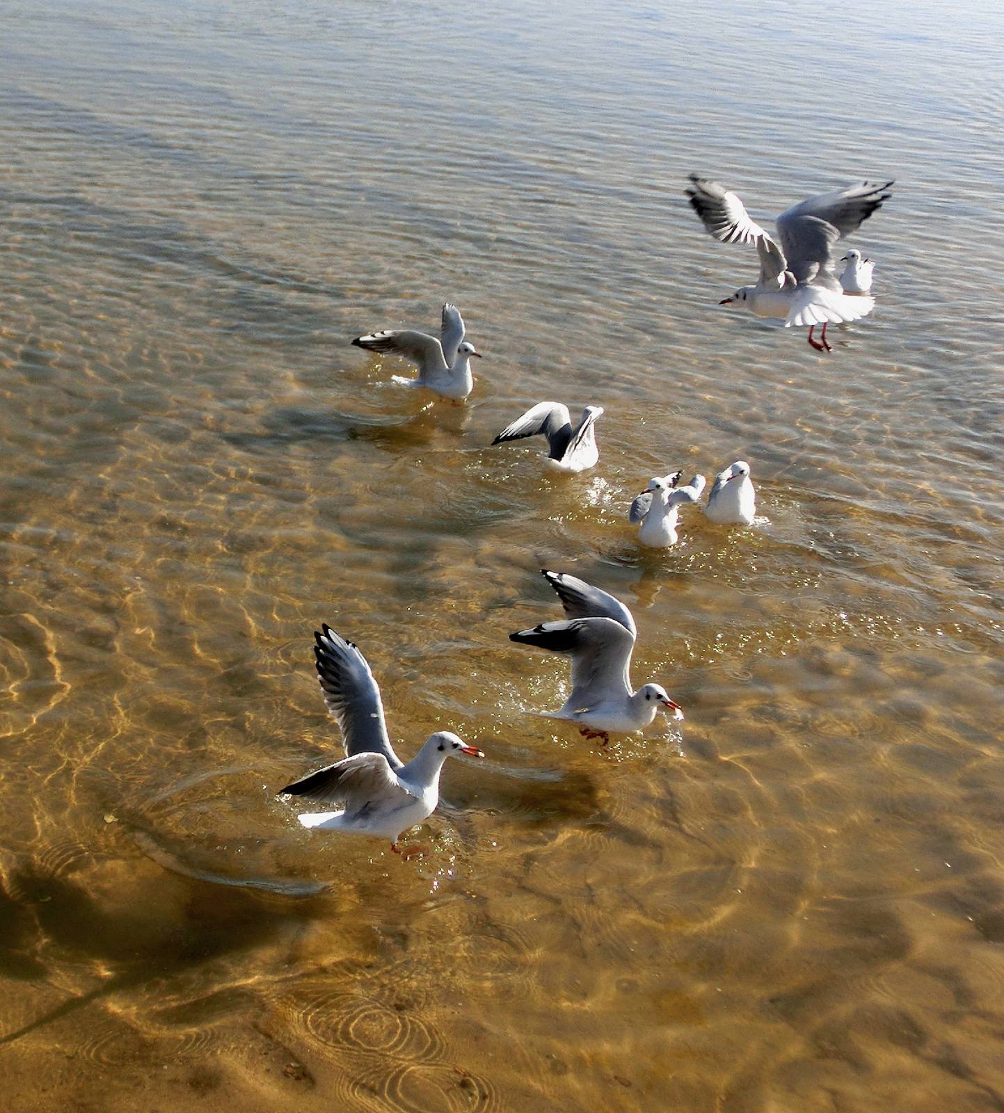 Effervescence…. Janeon Janeon Photos