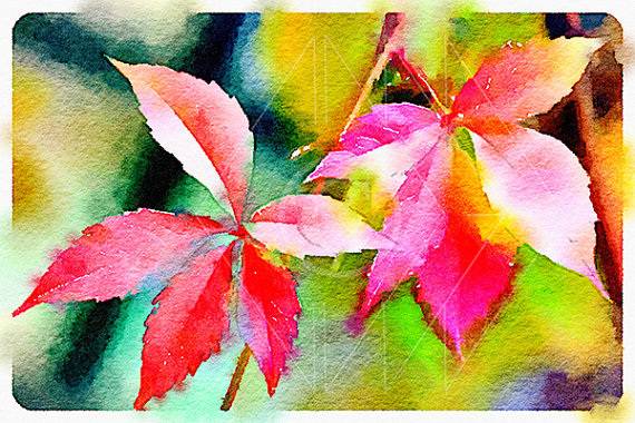 Hojas. Eduardo De Blas Duport Eduardo De Blas Duport