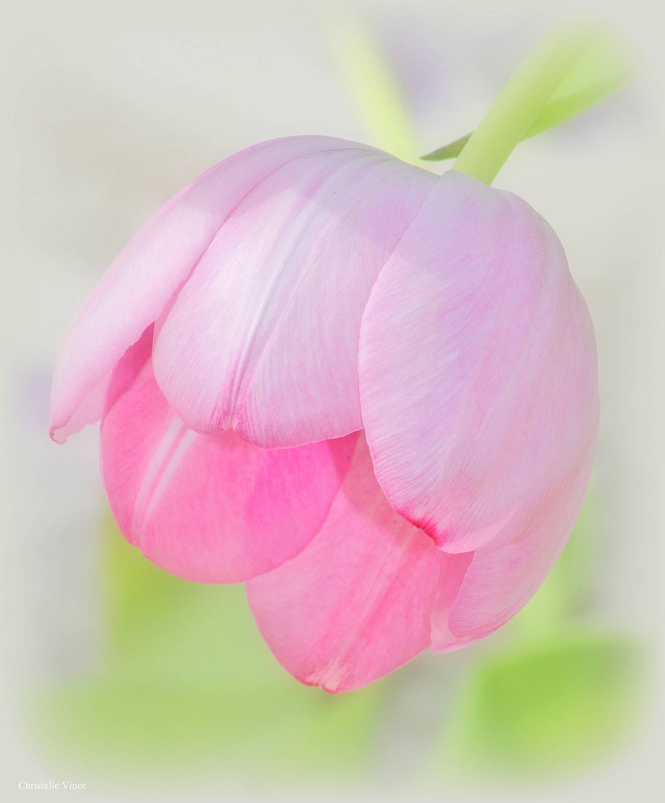 Douce tulipe. Christelle Vinot Christelle Vinot