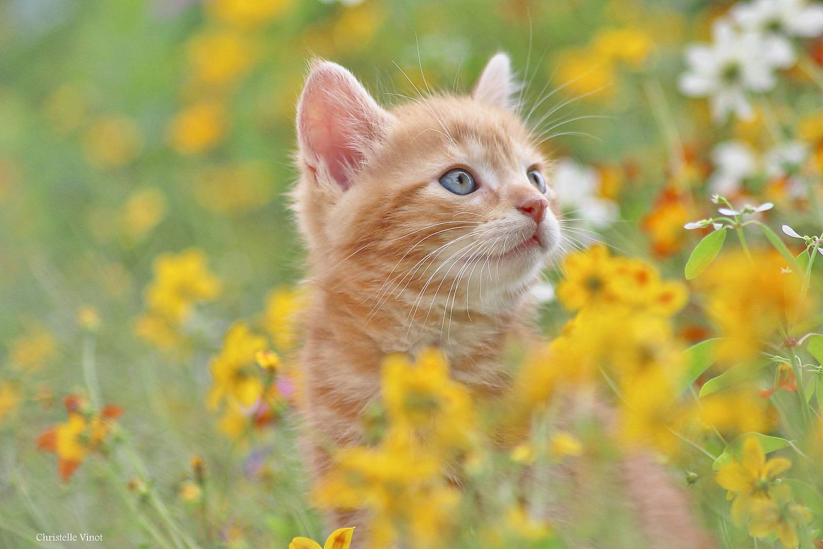 Chaton roux. Christelle Vinot Christelle Vinot