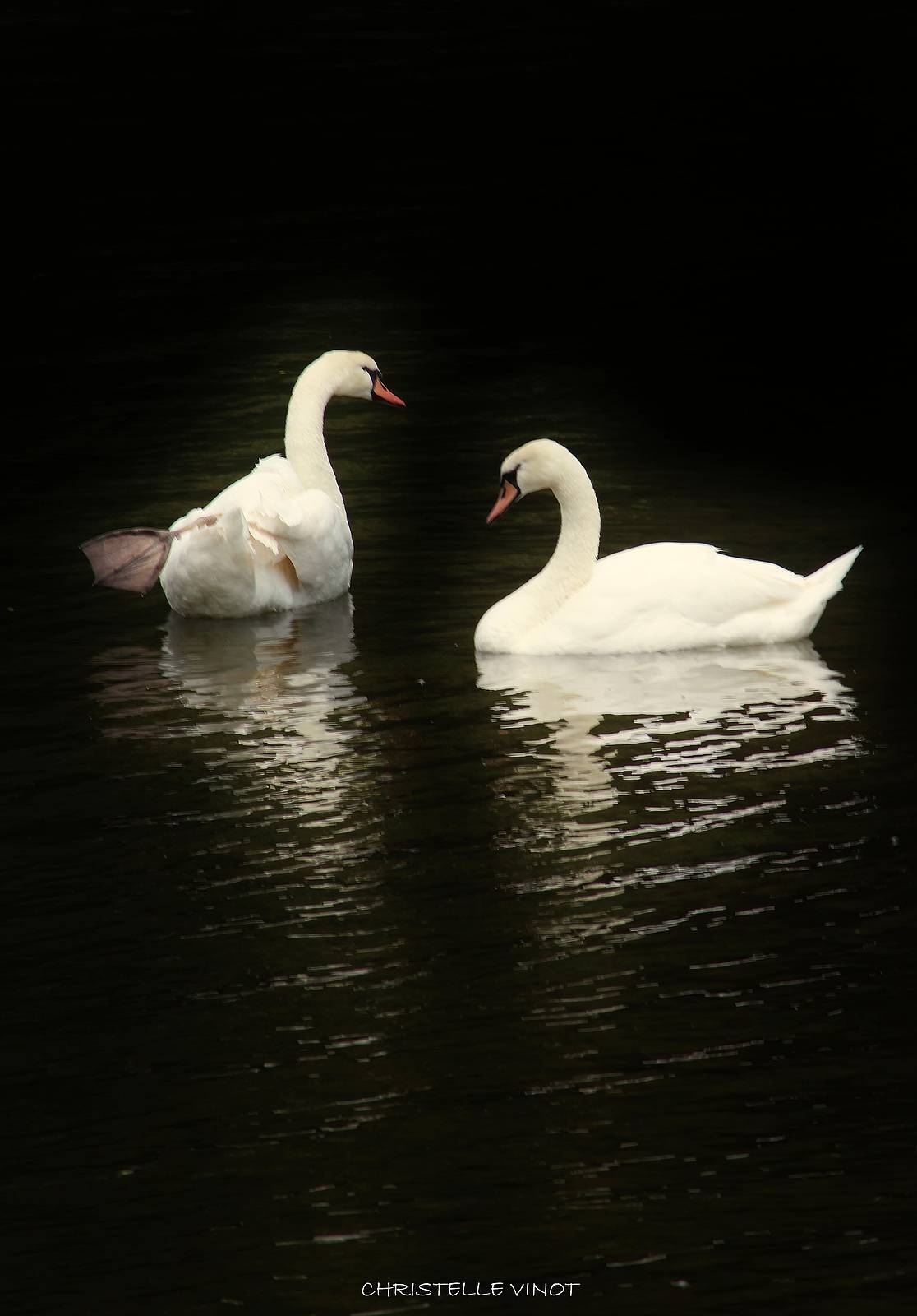 Les Cygnes. Christelle Vinot Christelle Vinot