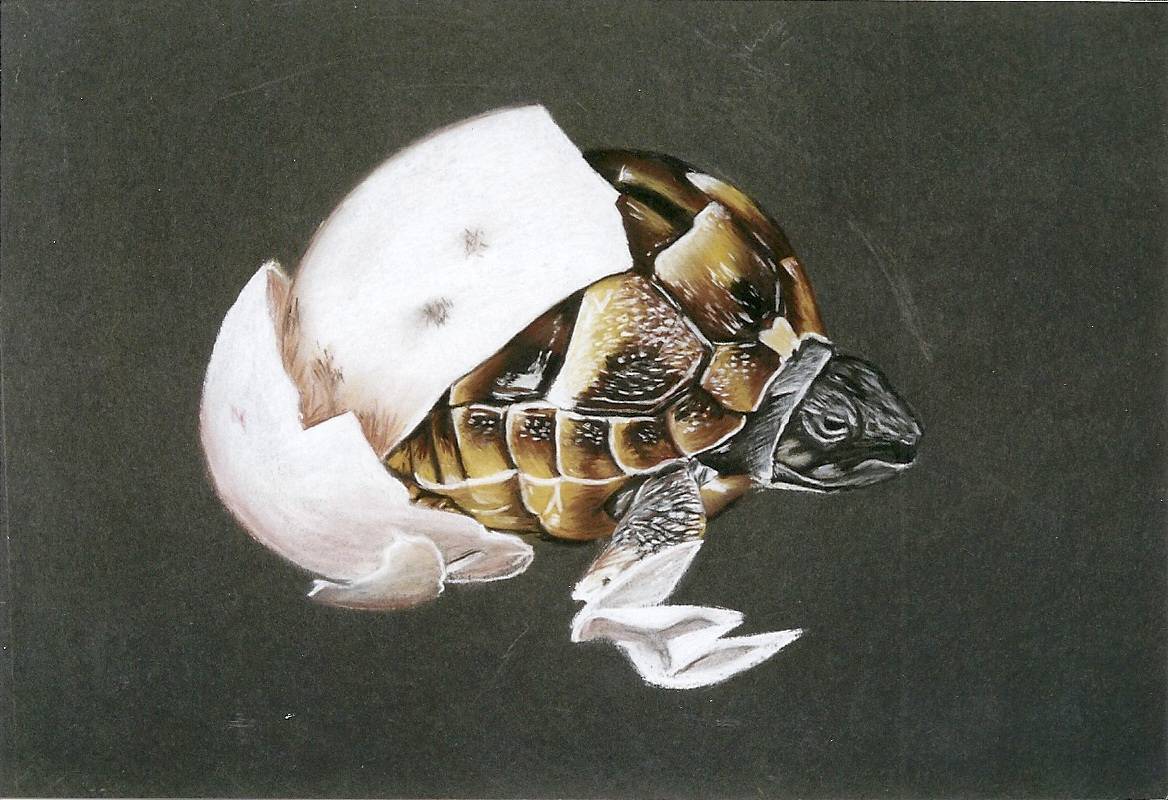 Bébé tortue. 