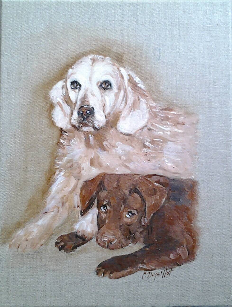 Labradors. 
