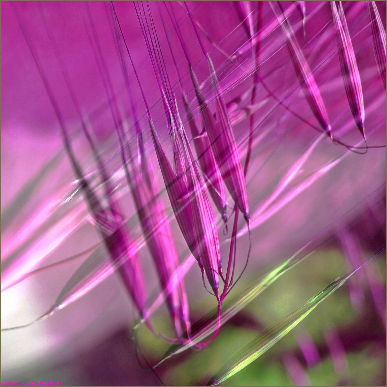 Eléments de prairie. 