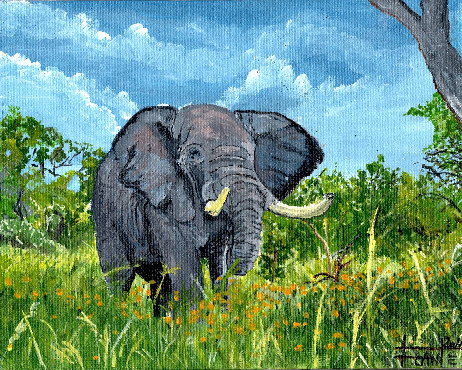 Elephant. Fabien Cantet