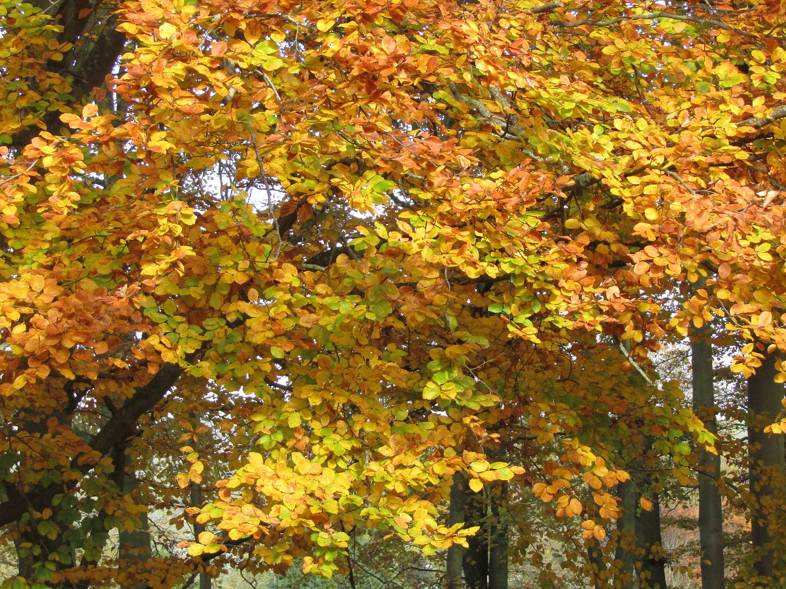Une journée ensoleillée d'automne. Nathalie Hochard-Gaudry