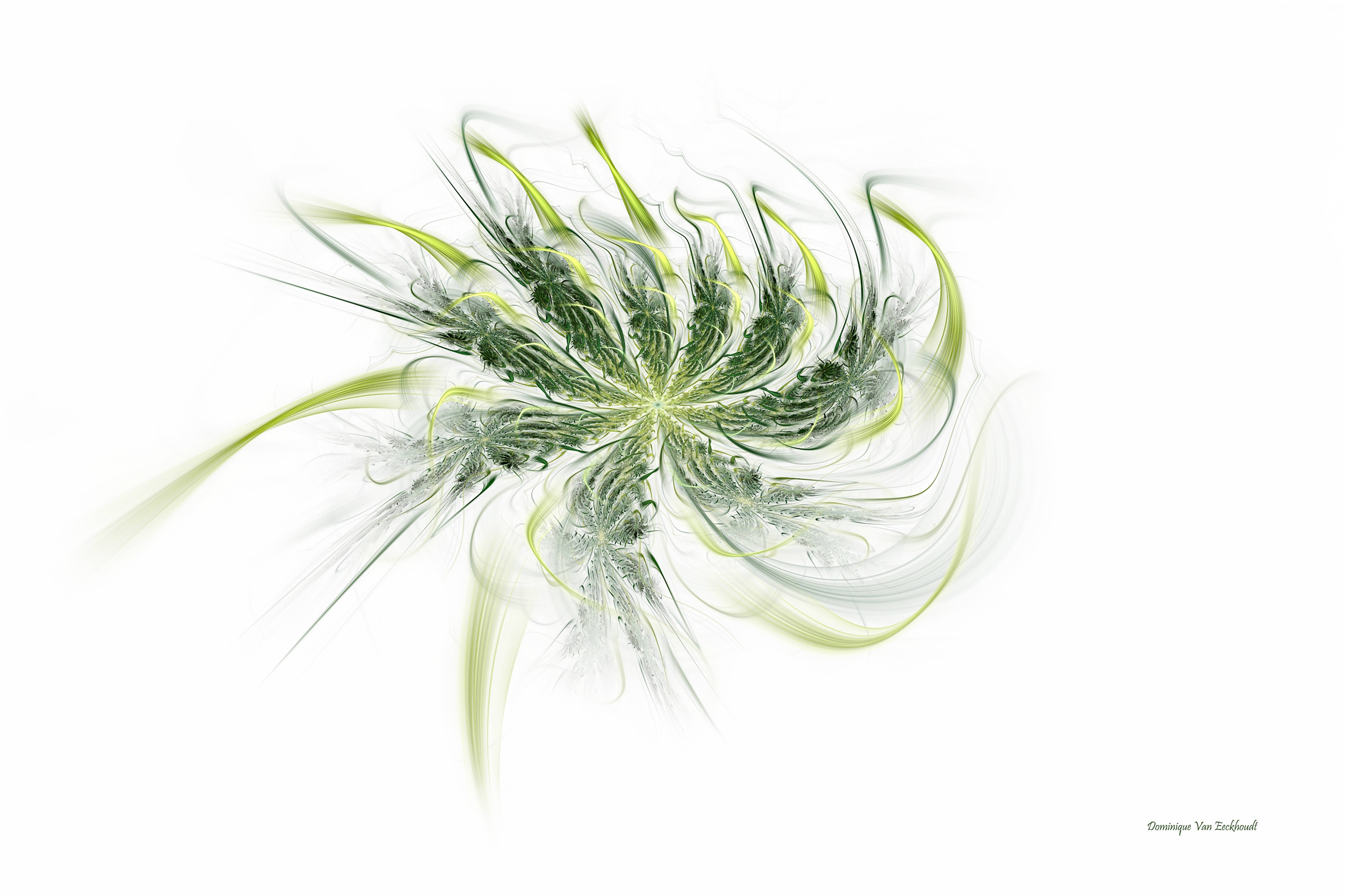 Navyflower. Dominique Van Eeckhoudt