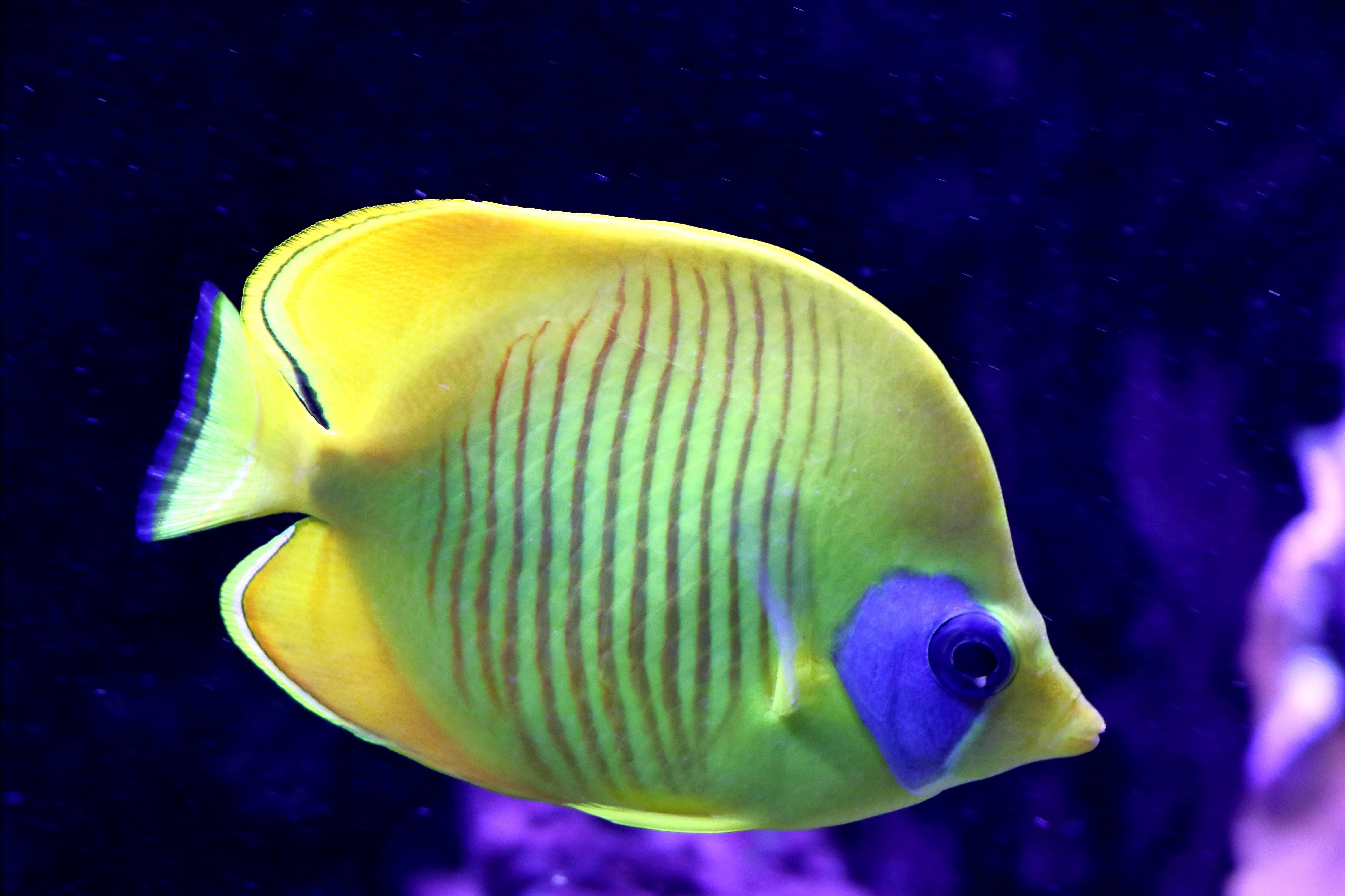 Poisson-papillon citron. Patrick Casaert